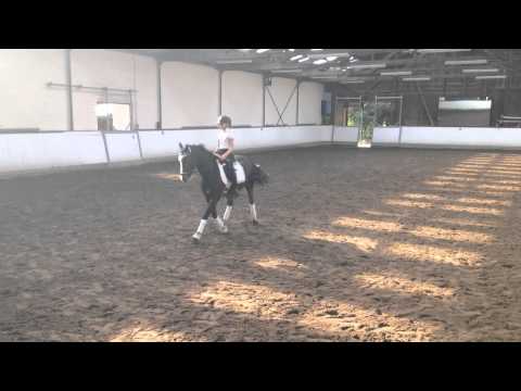 Vielseitiges Sportpony von Marco Polo