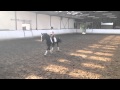 Vielseitiges Sportpony Von Marco Polo