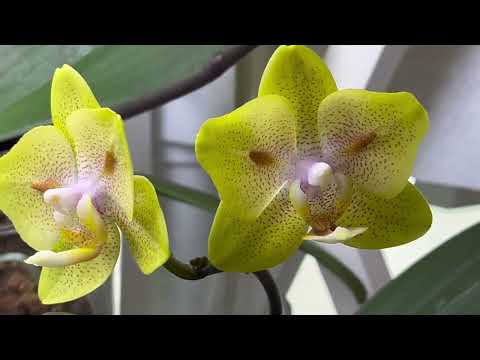 ORHIDEELE DIN ACEST SUBSTRAT🔥CRESC RĂDĂCINI ȘI FRUNZE NOI🌺