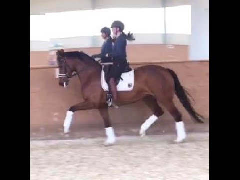 2015 Stute / mare by  DON NOBLESS ! 167 cm / 16.2 hh www.sporthorses-online.com