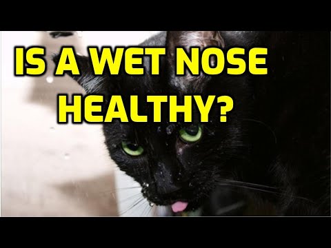 Is It Normal For Cats To Have Wet Noses?