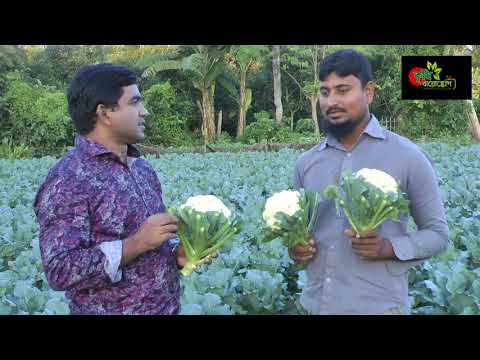 আগাম ফুলকপি চাষ- ০১লক্ষ টাকায় দুই মাসে ০৪ লক্ষ টাকা লাভ