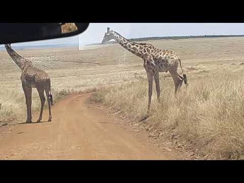 Gay Giraffe mating at the Masai Mara OMG