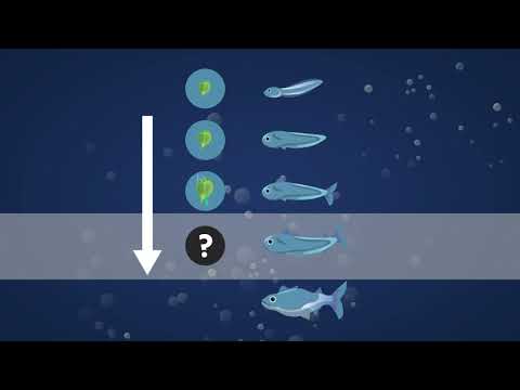 , title : 'RRH: Ion beams ‘supersize’ larval fish diet'