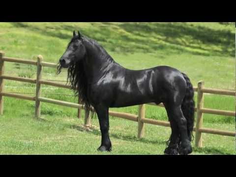 , title : 'Highly acclaimed Friesian Stallion, SPECTACULAR, JAW-DROPPING'