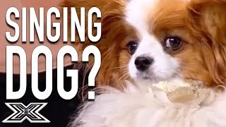 Singing Dog Leaves Simon Cowell Confused! | X Factor Global