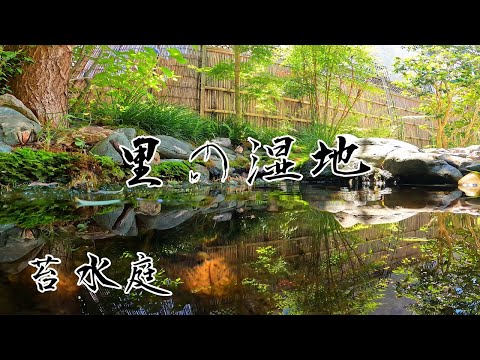 庭の池に最適な湿地植物 トピックス