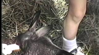 Rock Springs - Kyle Feeding Bunnies
