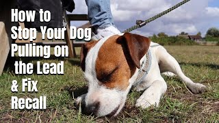 How to Stop Your Dog Pulling on the Lead & Fix Recall