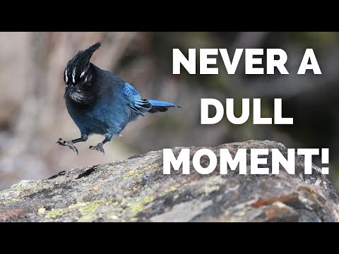 Kapuciarka diadémová (Cyanocitta stelleri) — správanie, biotop a hlas