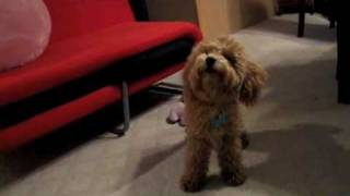 Cute brown poodle puppy doing different tricks (v.1)紅貴賓