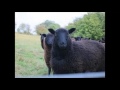 Black Sheep - Mormon Tabernacle Choir