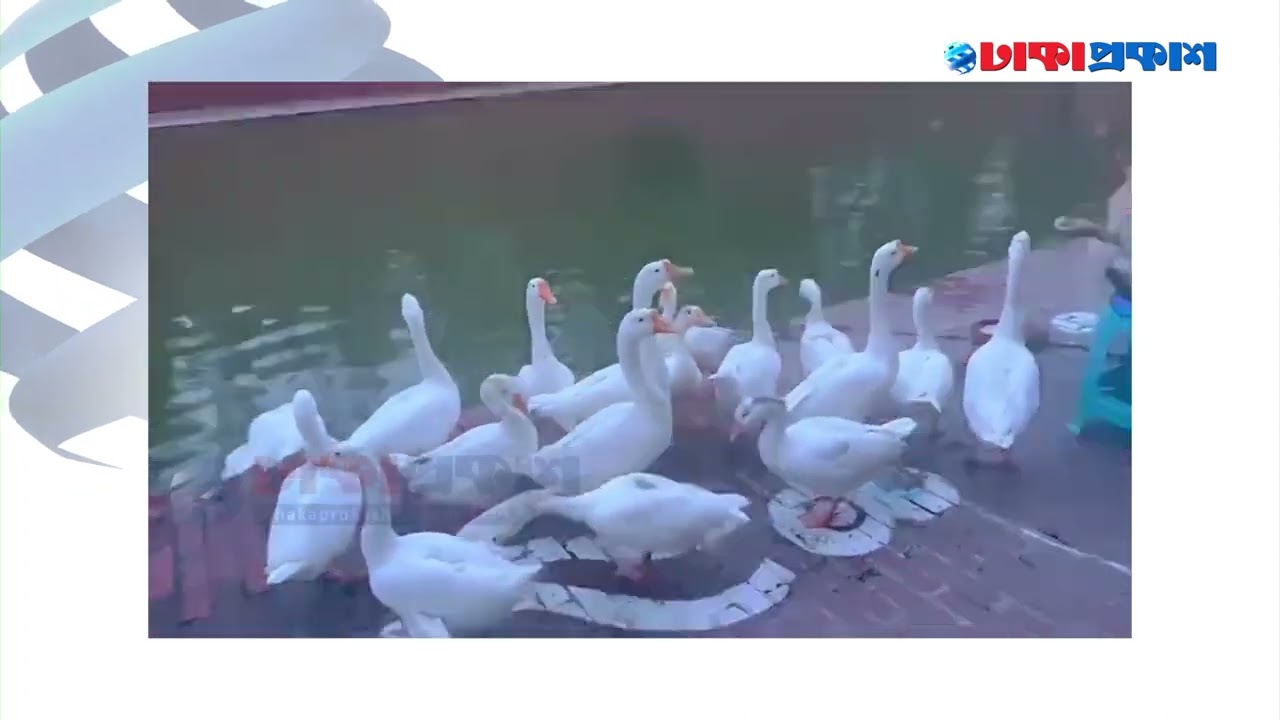 রাজহাঁসের সঙ্গে প্রধানমন্ত্রীর খুনসুটি