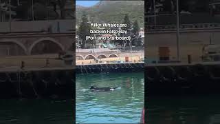 Killer Whales back in False Bay! Port and Seaboard #killerwhales #orca