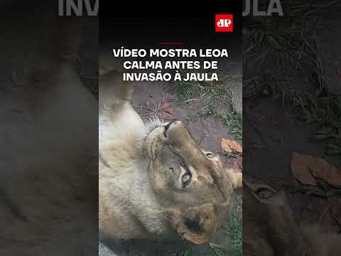 Vídeo mostra leoa calma antes de invasão à jaula #shorts