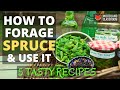 How To Forage Spruce & Use It (5 Tasty Recipes)