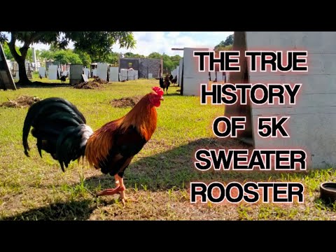 #5KSweaterRooster                                          The True History of 5K SWEATER ROOSTER.