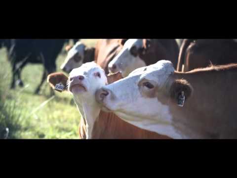 Fat Face - Washed in Happiness
