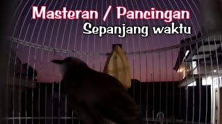 Download lagu Pancingan trucukan / TERAPI TRUCUKAN STRES & Trucuk macet bunyi BIAR CEPAT GACOR mp3