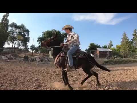 سباق بين حصان وبغل