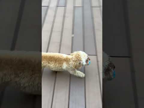 経営学科 ドッグランで走るトイプードル11ヶ月 #トイプードル #puppy　#toypoodle