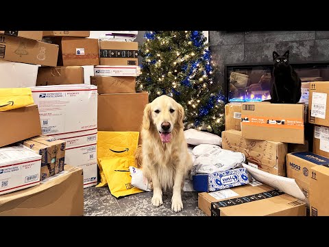 DOGS GET HUNDREDS OF CHRISTMAS PRESENTS - SCS 328