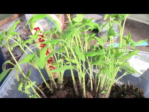 Att odla tomatskivor med Malinmittimyllan  fortsätter