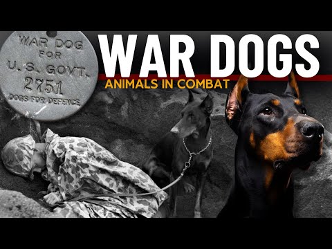 [SUBTÍTULOS EN ESPAÑOL] WAR DOGS - K9 Combat in WW2