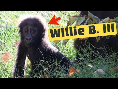 The Incredible Story of Willie B. III, the Gorilla