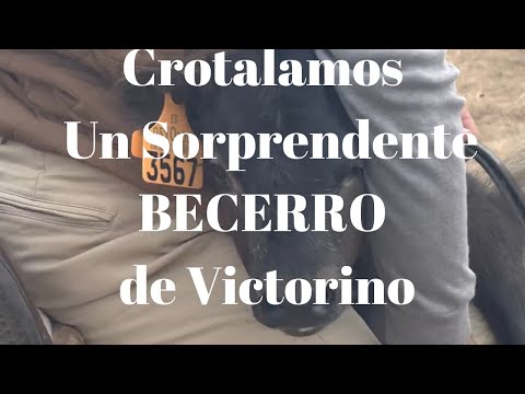 😅Crotalamos SORPRENDENTE BECERRO de Victorino