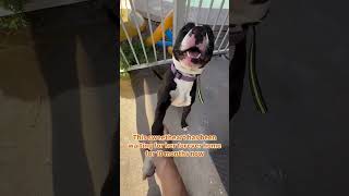 Video preview image #1 American Pit Bull Terrier-Unknown Mix Puppy For Sale in Chandler, AZ, USA