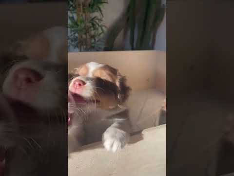 Cuccioli Australian Shepherd maschi femmine in vendita