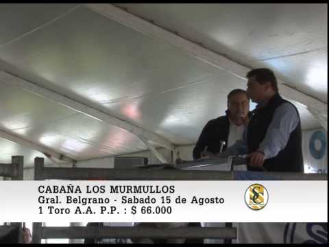 15-08-2015. Venta de Toros A.A. P.P. - Cabaña Los Murmullos - Gral. Belgrano.