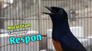 Download lagu Pancingan Murai Batu Diam Langsung Respon Auto Bunyi - Masteran Suara Burung Murai Gacor Full Isian mp3