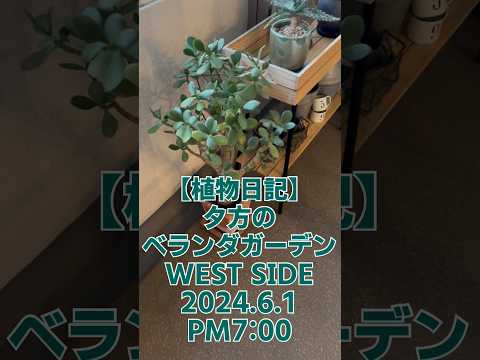 南向きのベランダに植える植物はどれ？太陽を愛する必須の6種  庭園