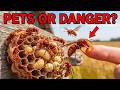 I Cared For A HORNET NEST Until They MULTIPLIED TOO FAST