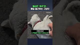 월급은 '츄르'로…경찰서 매일 출근하는 고양이 / #채널a #쇼츠 #dlab