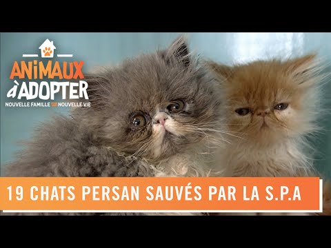 19 chats Persan sauvés par la S.P.A - Animaux À Adopter