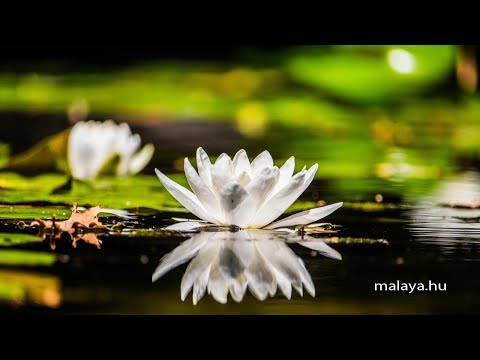 Az abszolút legmagasabb fajta meditáció - Malaya vezetett meditáció - Sri Chinmoy gyakorlat