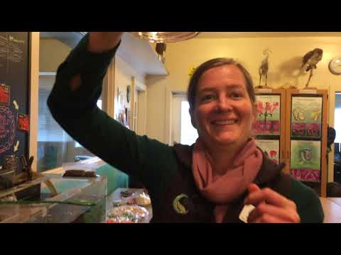 Alevin: How To Tell If Your Alevin Have Buttoned Up