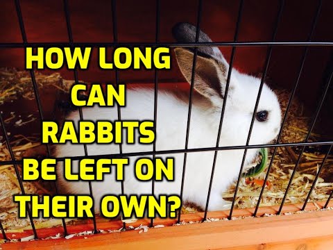 How Long Can Rabbits Be Left On Their Own?