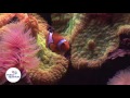 Thumbnail - Palma Aquarium Mallorca 