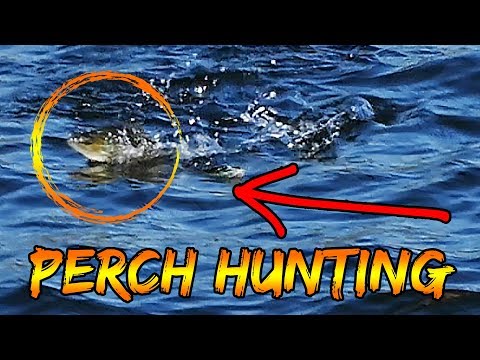 Popperfiskeri efter aborrer