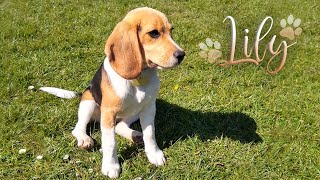 Cute Beagle Lily (6 months old)