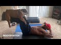 Bulldog workouts