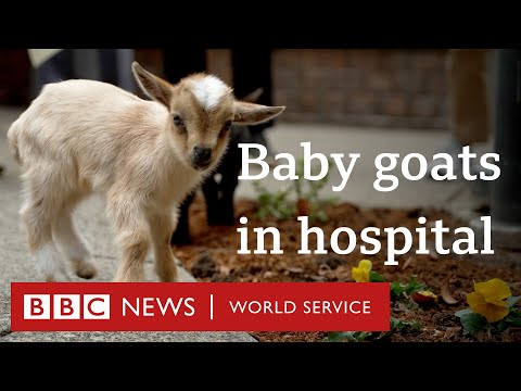 How baby goats are helping hospital patients - People Fixing the World, BBC World Service