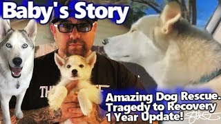 Baby's Story - Amazing Dog Rescue - 2 Siberian Huskies Dumped - Tragedy to Recovery 1 year update