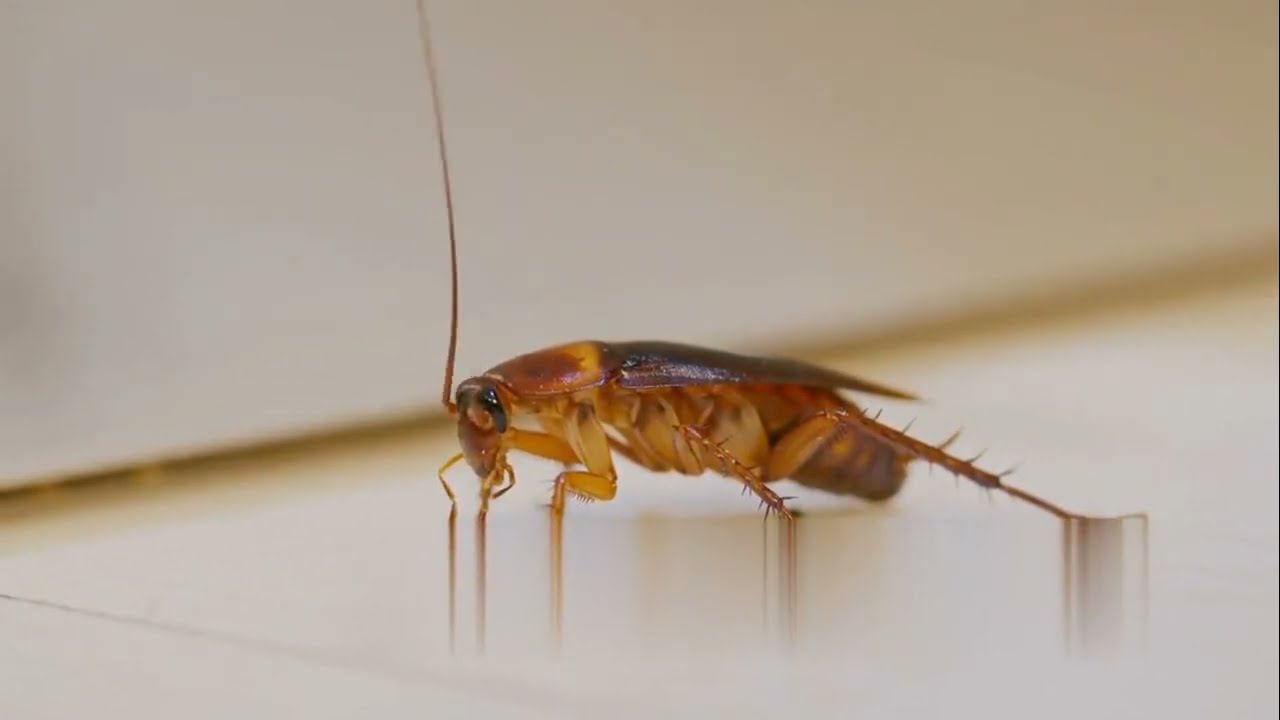 Why Pest Control is a Must for Every Home?