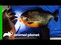 Piranha Needs Operation To Remove Growth From His Mouth | The Aquarium