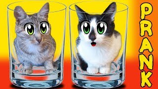 ПРИКОЛЫ от АНЮТЫ КОТ МАЛЫШ И КОШЕЧКА МУРКА В НОВЫХ РОЗЫГРЫШАХ СМЕШНЫЕ РОЗЫГРЫШИ НАД КОТАМ!